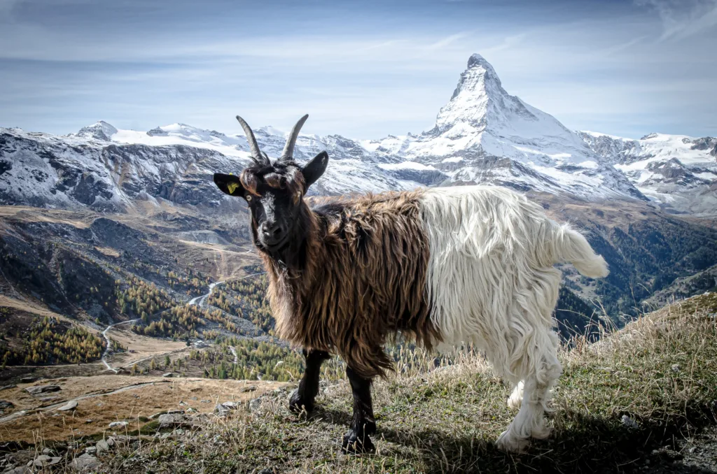 Votre S.E.O en Valais n'as jamais étais plus simple avec l'agence web Cordonier Conseil